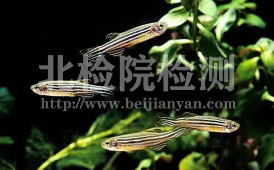 斑馬魚(yú)成魚(yú)長(zhǎng)期毒性測(cè)試