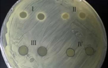 體外抗菌活性測定