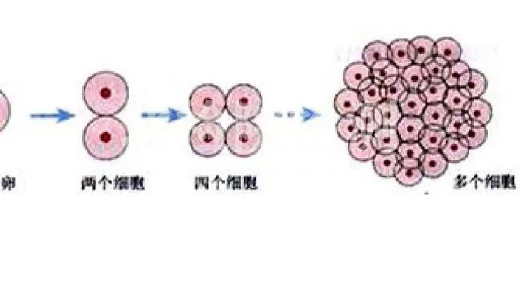 細胞增殖及毒性試驗