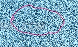 質體色素降解物檢測