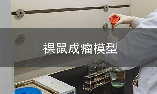 裸鼠成瘤模型