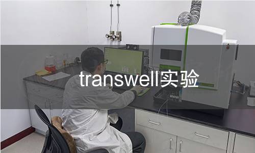 transwell實驗